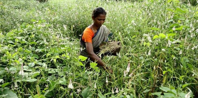 adivasis in jharkhand-urbanisation-land dispute-Picture courtesy: Wikimedia Commons