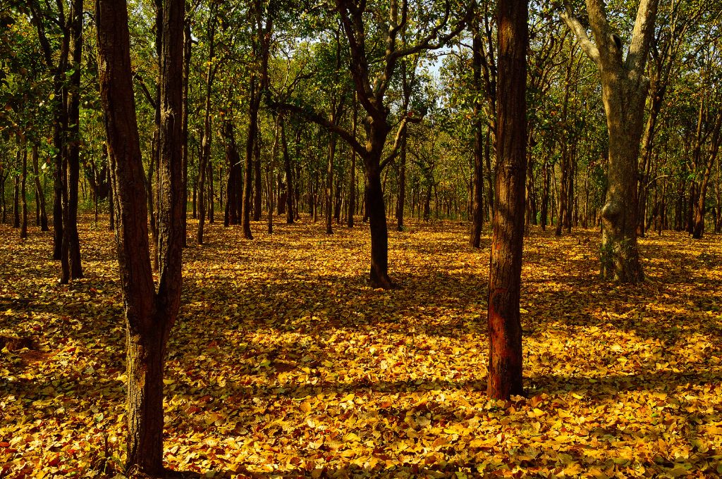 trees in a forest_afforestation