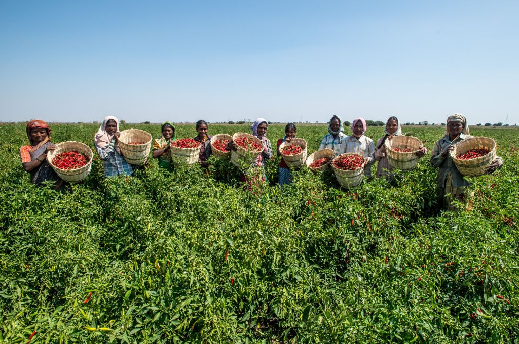 a group of women farmers with baskets of tomato-FPOs in India